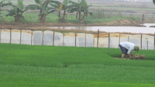Trên khắp các cánh đồng ở Hải Phòng, nông dân đang chuẩn bị 969ha mạ phục vụ gieo cấy lúa mùa năm 2025