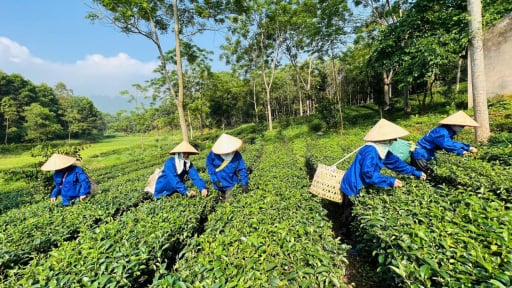  Vào hợp tác xã sản xuất nông nghiệp tập trung, người miền núi Phú Thọ nâng cao thu nhập