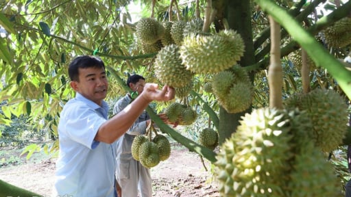 Sau sáp nhập, tỉnh Đắk Lắk nhìn thấy 'thời điểm vàng' tái cơ cấu ngành nông nghiệp, khẩn trương làm một loạt công việc 