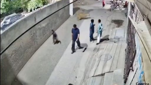 Chủ nuôi sư tử tấn công người đi đường ở Lahore bị bắt