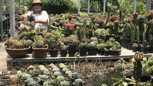 Giữa TP.Hồ Chí Minh có một vườn xương rồng với 2.000 loài hiếm có khó tìm, có cây chỉ bằng nắm tay mà giá vài chục triệu