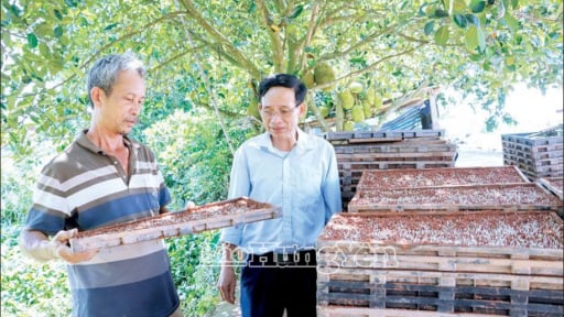 Ở một nơi của Hưng Yên, nông dân trồng lúa chả cần đi cấy nhờ một loại dịch vụ vừa rẻ vừa nhàn