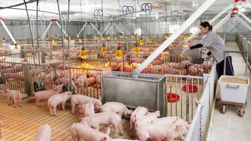 Giá lợn hơi liên tục giảm sâu, vì sao doanh nghiệp chăn nuôi vẫn tiếp tục đầu tư mạnh?