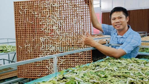 Lắp dàn điều hòa cho đàn tằm, kén nhiều hẳn lên, nông dân Hà Tĩnh thu hàng trăm triệu/năm