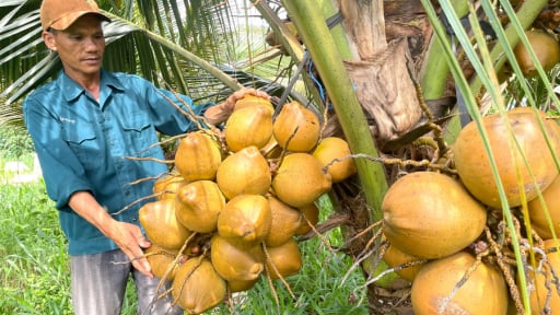 Trồng giống dừa gì ra trái quá trời, la đà sát đất, thả thêm đàn dê, anh nông dân Gia Lai rủng rỉnh tiền tiêu