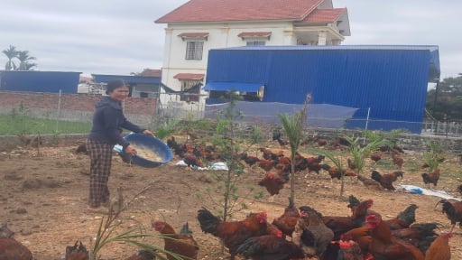 Ở phường mới này của Hải Phòng, dân nuôi gà thả vườn thành công, ai cũng khen gà ngon, hễ bán là hết cả đàn