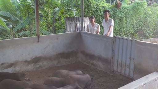 Giám đốc 9X ở Thái Nguyên nuôi lợn rừng la liệt, đếm vội chả xuể mà khá giả hẳn lên
