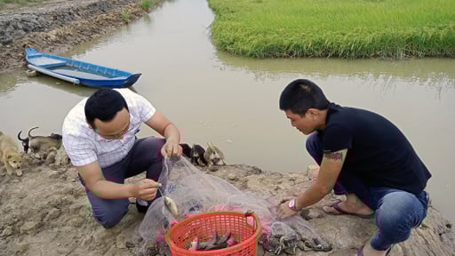 Một nơi ở tỉnh Quảng Bình cũ, dân nuôi cá rô đồng trong ruộng lúa, bán cá giá tốt, bán lúa ai cũng muốn mua