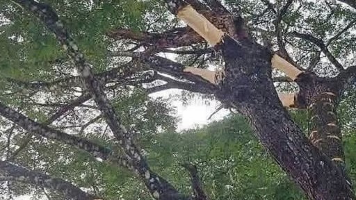 Vì sao 2 cây cổ thụ trăm tuổi ở xã này của tỉnh Quảng Ngãi mới lại tự dưng bị lột vỏ?