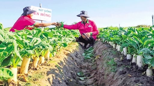 Nơi này ở tỉnh Vĩnh Long mới, dân trồng loại củ gì mà to bự, trắng như bạch ngọc, khẽ nhổ là bật lên thôi
