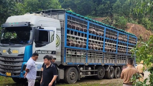 Nhiều ổ bệnh chưa qua 21 ngày, bệnh Dịch tả lợn châu Phi rình rập bùng phát ở Phú Thọ