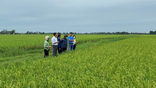 Ở TP Hải Phòng mới, nông dân xã này đã thu 22,6 triệu đồng/ha nhờ trồng giống lúa TBR225
