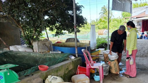 Đây là loại vật nuôi đang tăng giá tốt ở các tỉnh ĐBSCL, ở Cần Thơ nhà nào xúc bán là hút hàng