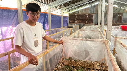 Con vật 'đoản thọ', hiền khô này tối ngày nhai lá, nuôi thành công ở An Giang, bán 90.000 đồng/kg