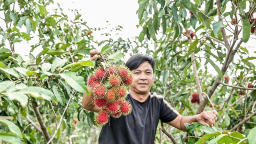 Ở nơi này của tỉnh Khánh Hòa, cây đặc sản ra la liệt quả ngon, sáng nắng chiều mưa, người ta đang đến bẻ ăn ngay tại vườn