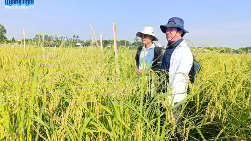 Một giống lúa có tên lạ, dẻo thơm cứ tưởng bị mất đi, nay được người dân Quảng Ngãi phục tráng thành công