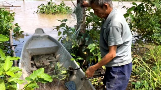 Nước phù sa đã về đầu nguồn sông Tiền của tỉnh An Giang mới, dân bắt được cá to rồi
