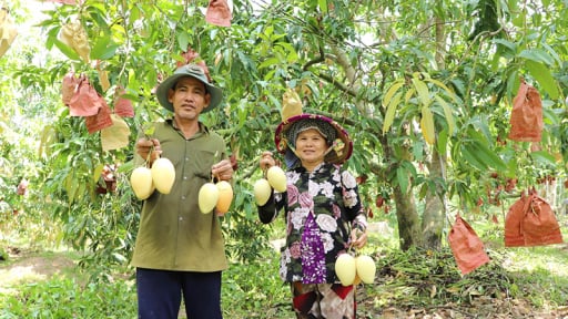 Đây là một xã của tỉnh Đồng Tháp mới, dân đang giàu lên, nông thôn hiện đại, trái cây ngon treo đầy vườn đẹp như phim