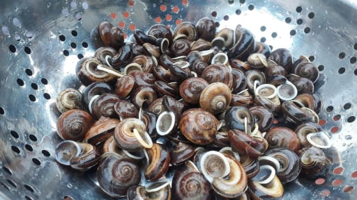 Lộc rừng đã thức giấc ở tỉnh Phú Thọ mới thực ra là con gì mà 10 người ăn 10 người khỏe?