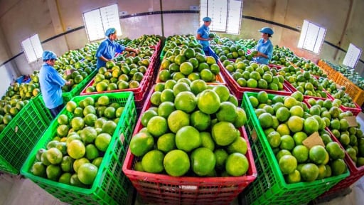 Ba định hướng lớn của ngành Nông nghiệp và Môi trường tỉnh Vĩnh Long mới sau sáp nhập Bến Tre, Trà Vinh