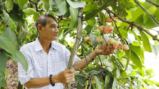 Trồng thành công thứ quả ngon ai thấy cũng muốn ăn, ông nông dân Cần Thơ có tiền đút túi
