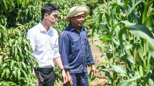 Một chị nông dân ở tỉnh Khánh Hòa mới trồng giống cây ở xứ nóng, vườn đẹp bao la, thu tiền tỷ