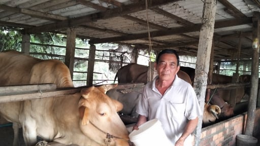 Từ nghèo khó, nông dân tỉnh Đồng Tháp  mới vươn lên khá giả với mô hình ngoài đồng trồng lúa, trong xóm nuôi bò