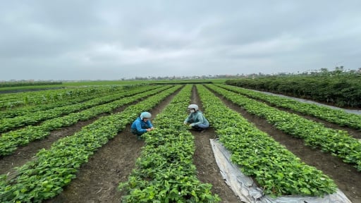 Ở một xã của Hải Phòng sau sáp nhập Hải Dương, nông dân trồng giống lạc gì mà cứ 1ha cho lãi 45-50 triệu?