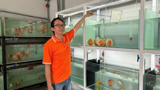 Nuôi thứ cá gì mà bán giá chục triệu đồng/con, giới sưu tầm săn lùng, một ông nông dân TP HCM thu tiền tỷ?