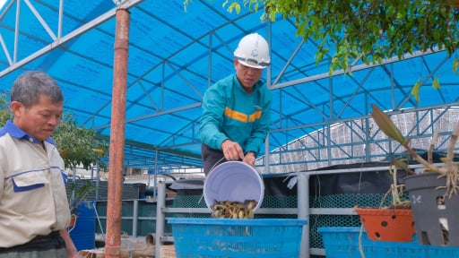 Anh Sông Đà nuôi dày đặc loại cá đặc sản bình dân ở một xã của tỉnh Thái Bình cũ, cứ bán là hết veo