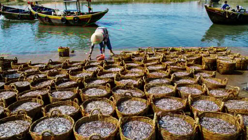 Gió Tây Nam thổi tới, dân biển Lâm Đồng bắt được thứ cá gì mà xếp la liệt sọt to sọt nhỏ?
