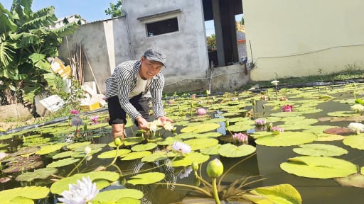 Một chàng rể Đà Nẵng có sở thích giống bố vợ, lai tạo ra loại hoa gì mà giá bán ngàn USD?