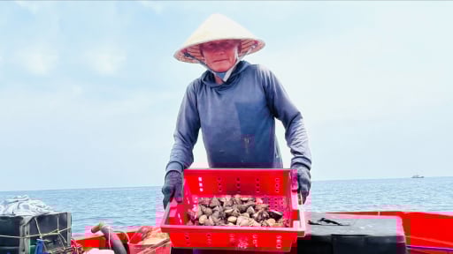 Hơn 15 ngày sau sáp nhập tỉnh Kon Tum, dân xã này tỉnh Quảng Ngãi mới ra biển bắt ốc gì mà bán giá 200.000 đồng/kg?