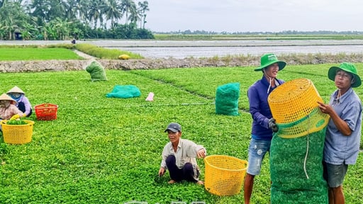 Xưa là rau dại ăn qua ngày, nay là rau đặc sản, đang tăng giá tốt ở tỉnh Cà Mau mới