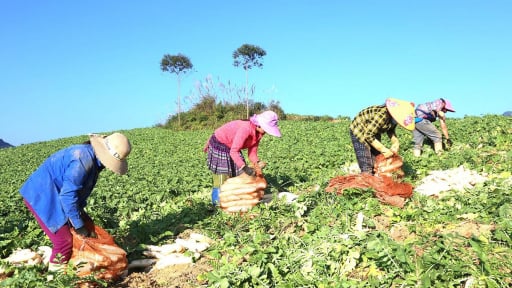 Nông dân một nơi ở tỉnh Tuyên Quang mới đang nhổ loại củ to bự gì mà bán chính ngạch sang Nhật Bản?