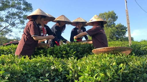 Để nông nghiệp hữu cơ không chỉ là 'trend': Trồng mận, chè hữu cơ, nông dân Sơn La, Thái Nguyên thu lợi kép (Bài 1)