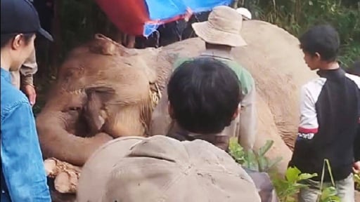 Con voi nhà tên là Bắk Khăm đã chết trong rừng tỉnh Đắk Lắk mới với vết thương ai trông thấy cũng động lòng