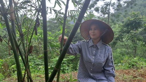 Trồng tre lục trúc xen canh cây dược liệu, một nông dân Thái Nguyên khá giả hẳn lên