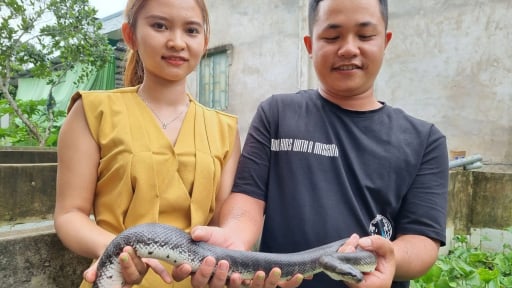 Nuôi thành công con đặc sản ăn cá như ranh, hiền như cục đất, vợ chồng Đồng Tháp bán 400.000 đồng/kg dễ như ăn kẹo