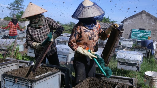 Ở một khu rừng rậm ven biển tỉnh Ninh Bình mới, người ta đang đưa con động vật gì tới đó?