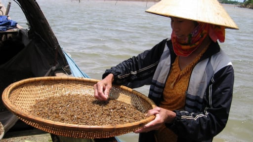 Ở tỉnh Quảng Bình cũ, nay là tỉnh Quảng Trị mới, dân ra sông Gianh sàng bắt con gì làm món mà trăm năm vẫn cứ khen ngon?