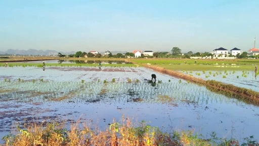 Tỉnh Ninh Bình mới chủ động chống úng, ngập để bảo vệ diện tích lúa mùa mới gieo cấy trước bão WIPHA