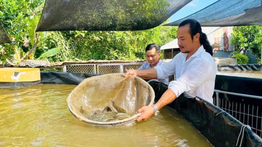 Nuôi 'nhân sâm nước' dưới tán vườn xoài Đồng Tháp, cả làng phục lăn