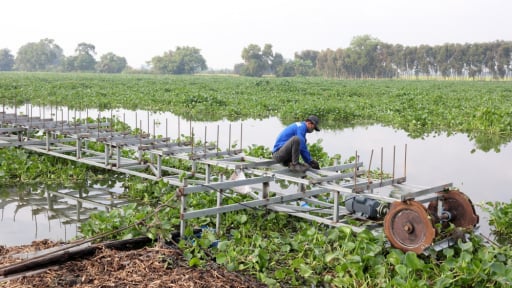 Cây ngoại lai quái ác này trên sông Vàm Cỏ Đông ở tỉnh Tây Ninh mới, dân kiến nghị phải diệt trừ nhanh chóng
