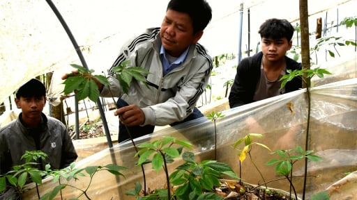 Tỷ phú Kon Tum là một nông dân trồng sâm trên núi Ngọc Linh, trước khi sáp nhập 2 tỉnh Kon Tum, Quảng Ngãi
