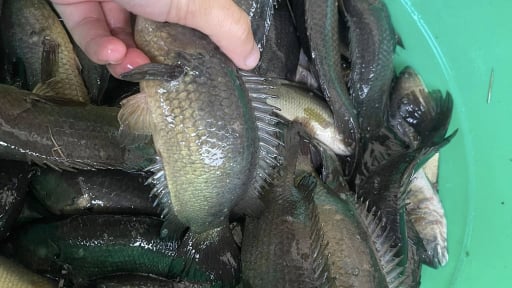 Ở Tiền Giang cũ có một nơi hễ mưa rào trút nước là cá đồng kéo đi hàng đàn, cá rô đồng như một bầy rắn “lắn quắn'