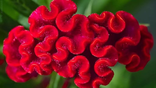 Cây cảnh dân dã, đong đầy kỷ niệm tuổi thơ, ngạo nghễ, tràn đầy sức sống, đón tài lộc, chiêu may mắn