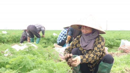 Phía tây Hải Phòng sau sáp nhập tỉnh Hải Dương, nhiều HTX chấm dứt hiện tượng 'một mình một vùng'