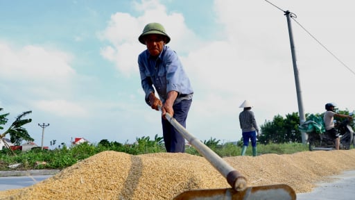 Dân một xã mới của thành phố Hải Phòng sau sáp nhập Hải Dương trồng lúa kiểu gì mà bán thóc, bán gạo ai cũng muốn mua?