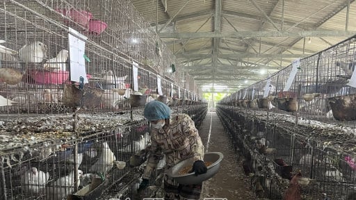 Nuôi thành công thứ chim xuất xứ từ nước Pháp, bé như nắm tay, đẻ cản chả kịp, thu 1 tỷ/tháng